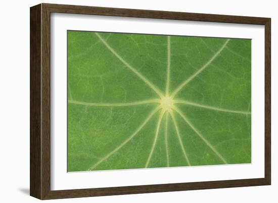 Nasturtium Leaf in Close-Up-null-Framed Photographic Print