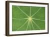 Nasturtium Leaf in Close-Up-null-Framed Photographic Print