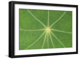 Nasturtium Leaf in Close-Up-null-Framed Photographic Print