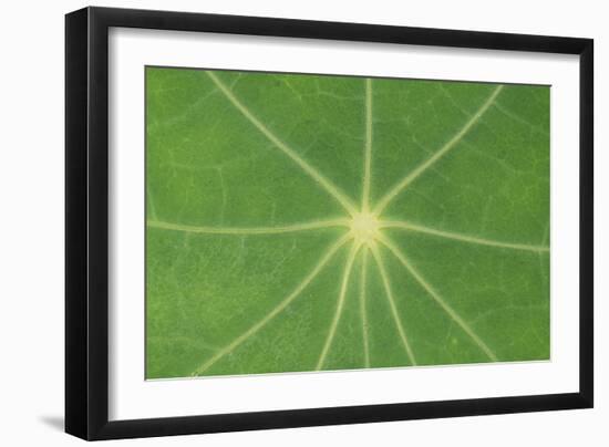 Nasturtium Leaf in Close-Up-null-Framed Photographic Print