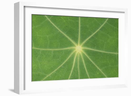 Nasturtium Leaf in Close-Up-null-Framed Photographic Print