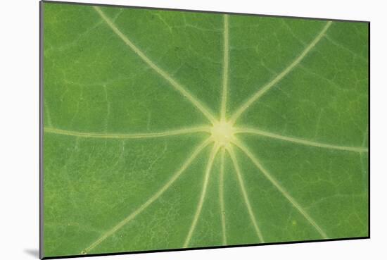 Nasturtium Leaf in Close-Up-null-Mounted Photographic Print