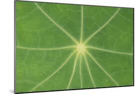 Nasturtium Leaf in Close-Up-null-Mounted Photographic Print