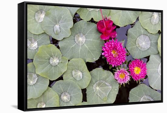 Nasturtium Leaves with Water Droplets-Lee Frost-Framed Stretched Canvas