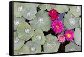 Nasturtium Leaves with Water Droplets-Lee Frost-Framed Stretched Canvas