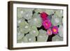 Nasturtium Leaves with Water Droplets-Lee Frost-Framed Photographic Print