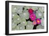 Nasturtium Leaves with Water Droplets-Lee Frost-Framed Photographic Print