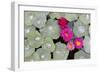 Nasturtium Leaves with Water Droplets-Lee Frost-Framed Photographic Print