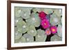 Nasturtium Leaves with Water Droplets-Lee Frost-Framed Photographic Print