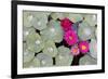 Nasturtium Leaves with Water Droplets-Lee Frost-Framed Photographic Print