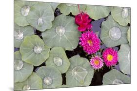 Nasturtium Leaves with Water Droplets-Lee Frost-Mounted Photographic Print