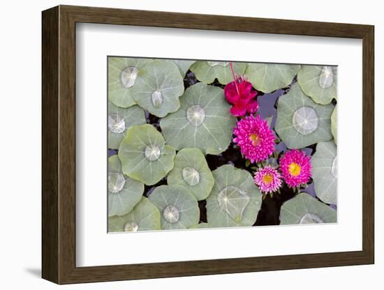 Nasturtium Leaves with Water Droplets-Lee Frost-Framed Photographic Print