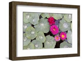 Nasturtium Leaves with Water Droplets-Lee Frost-Framed Photographic Print