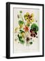 Nasturtium, Plate 21 from 'The Ladies' Flower Garden', Published 1842-Jane Loudon-Framed Giclee Print