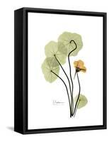 Nasturtium Portrait 1-Albert Koetsier-Framed Stretched Canvas