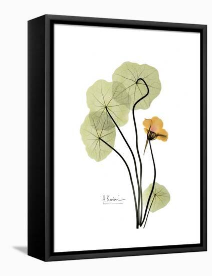 Nasturtium Portrait 1-Albert Koetsier-Framed Stretched Canvas