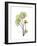 Nasturtium Portrait 1-Albert Koetsier-Framed Premium Giclee Print