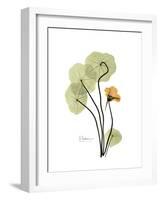 Nasturtium Portrait 1-Albert Koetsier-Framed Premium Giclee Print