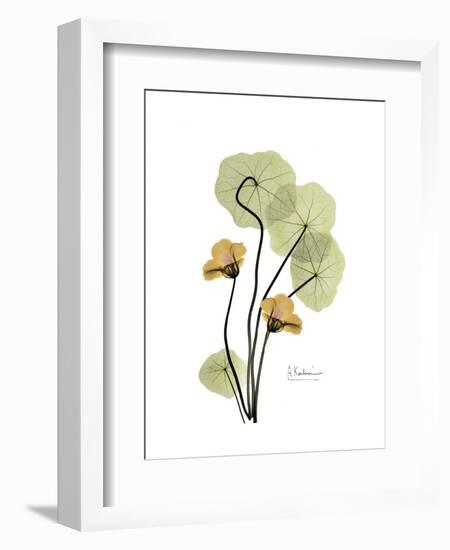 Nasturtium Portrait 2-Albert Koetsier-Framed Premium Giclee Print