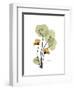 Nasturtium Portrait 2-Albert Koetsier-Framed Premium Giclee Print