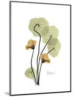 Nasturtium Portrait 2-Albert Koetsier-Mounted Premium Giclee Print