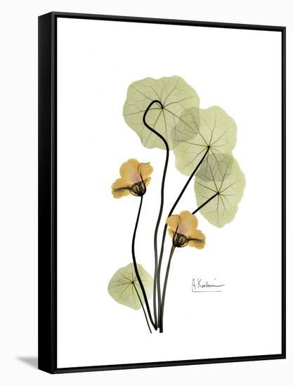 Nasturtium Portrait 2-Albert Koetsier-Framed Stretched Canvas