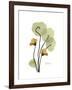 Nasturtium Portrait 2-Albert Koetsier-Framed Premium Giclee Print