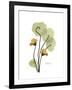 Nasturtium Portrait 2-Albert Koetsier-Framed Premium Giclee Print