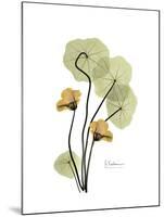 Nasturtium Portrait 2-Albert Koetsier-Mounted Premium Giclee Print