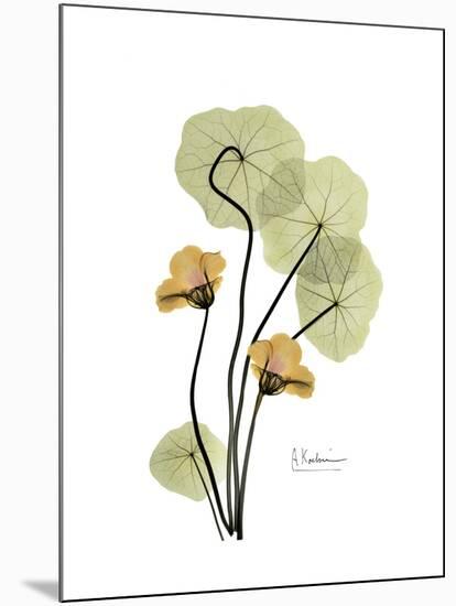 Nasturtium Portrait 2-Albert Koetsier-Mounted Premium Giclee Print