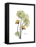 Nasturtium Portrait 2-Albert Koetsier-Framed Stretched Canvas