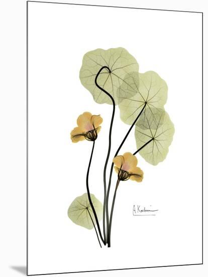 Nasturtium Portrait 2-Albert Koetsier-Mounted Premium Giclee Print