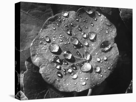 Nasturtium Raindrops-null-Stretched Canvas