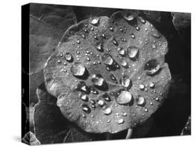 Nasturtium Raindrops-null-Stretched Canvas