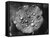 Nasturtium Raindrops-null-Framed Stretched Canvas