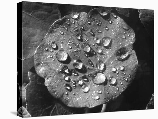 Nasturtium Raindrops-null-Stretched Canvas