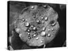 Nasturtium Raindrops-null-Stretched Canvas