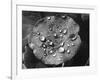 Nasturtium Raindrops-null-Framed Photographic Print