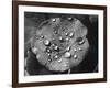 Nasturtium Raindrops-null-Framed Photographic Print