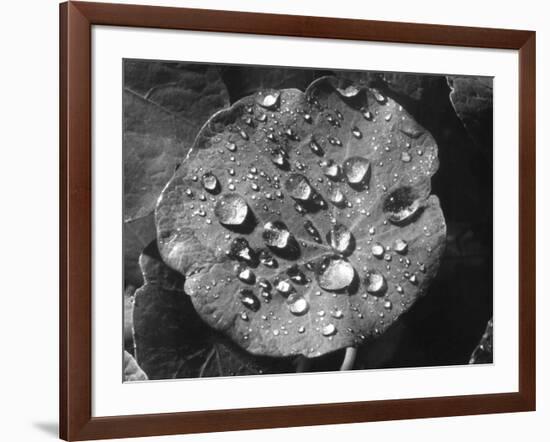 Nasturtium Raindrops-null-Framed Photographic Print