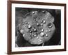 Nasturtium Raindrops-null-Framed Photographic Print