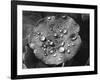 Nasturtium Raindrops-null-Framed Photographic Print