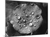 Nasturtium Raindrops-null-Mounted Photographic Print
