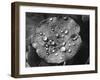 Nasturtium Raindrops-null-Framed Photographic Print