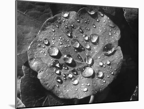 Nasturtium Raindrops-null-Mounted Photographic Print