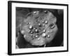 Nasturtium Raindrops-null-Framed Photographic Print