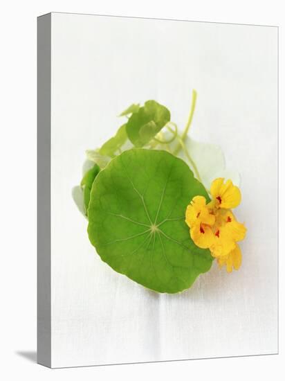 Nasturtium with Yellow Flower-Oliver Schwarzwald-Stretched Canvas