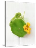 Nasturtium with Yellow Flower-Oliver Schwarzwald-Stretched Canvas