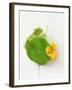 Nasturtium with Yellow Flower-Oliver Schwarzwald-Framed Photographic Print