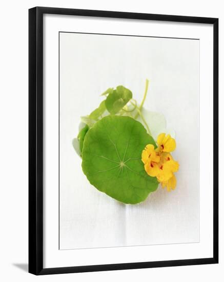 Nasturtium with Yellow Flower-Oliver Schwarzwald-Framed Photographic Print